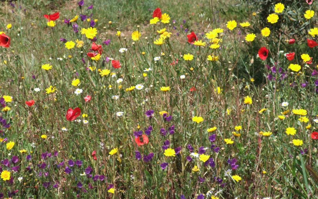 Semillas para praderas silvestres con flores mediterraneas