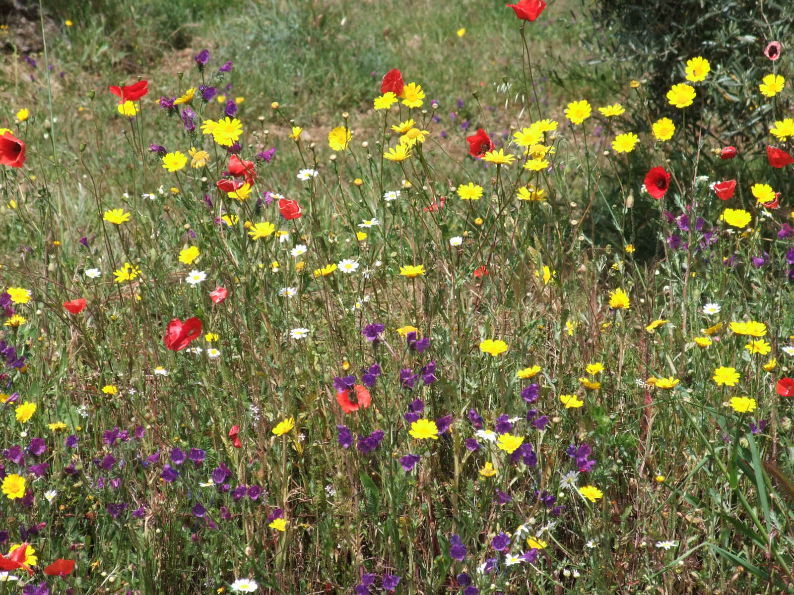 Semillas para praderas silvestres con flores mediterraneas