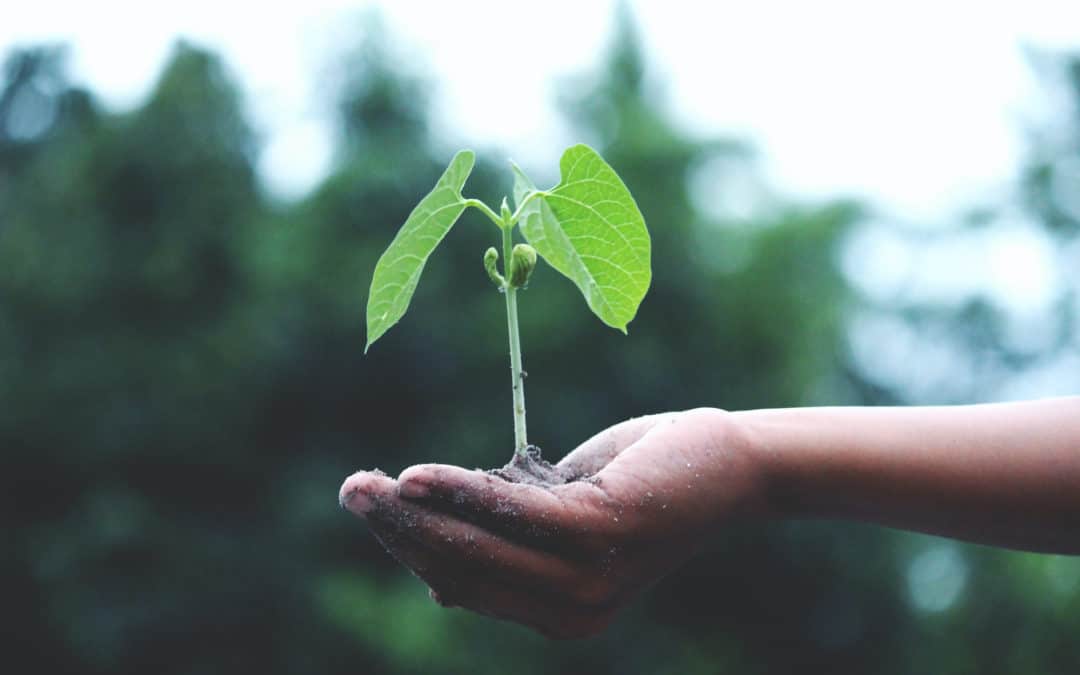 Semillas de Plantas Silvestres